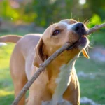 Top Places for Dogs in Enumclaw, Boarding, Grooming, Parks & Training