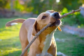 Top Places for Dogs in Enumclaw, Boarding, Grooming, Parks & Training