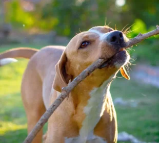 Top Places for Dogs in Enumclaw, Boarding, Grooming, Parks & Training