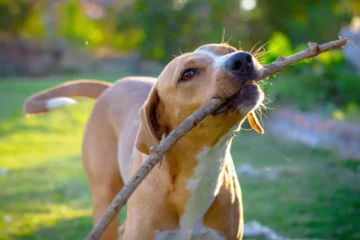 Top Places for Dogs in Enumclaw, Boarding, Grooming, Parks & Training