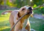 Top Places for Dogs in Enumclaw, Boarding, Grooming, Parks & Training
