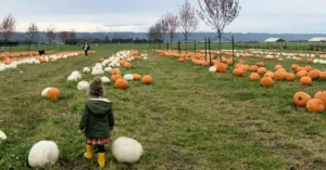 The Latest Fall Festivals Lighting Up King County