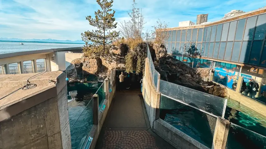 Seattle Aquarium Guide: What to Expect in Seattle