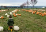 The Latest Fall Festivals Lighting Up King County